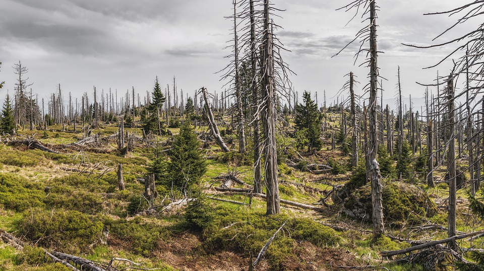 bavarian-forest-3385966_960_720
